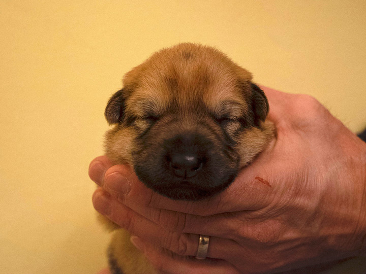 chinook puppy